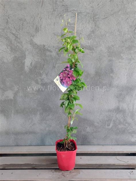 Powojnik Clematis Hot Kisses pełny kwiat