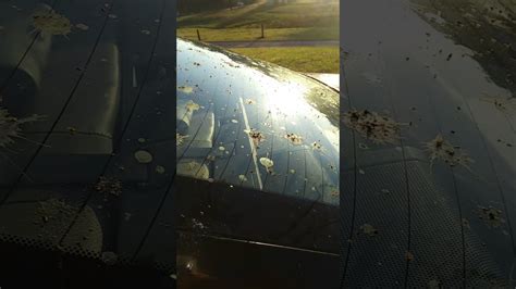 Car Covered In Bird Crap Youtube