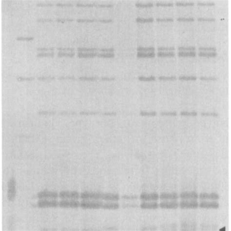 Strains of Salmonella examined | Download Table 