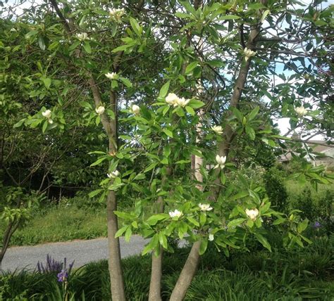 Photo Of The Entire Plant Of Sweet Bay Magnolia Magnolia Virginiana