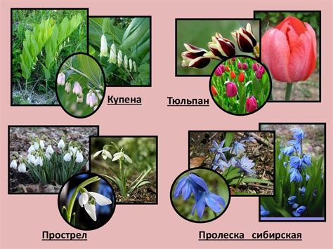Семейство Крестоцветные - online presentation