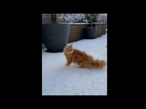 Впервые увидели настоящий снег. - YouTube