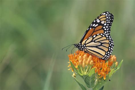 How To Support Monarch Butterfly Conservation—during Earth Week And