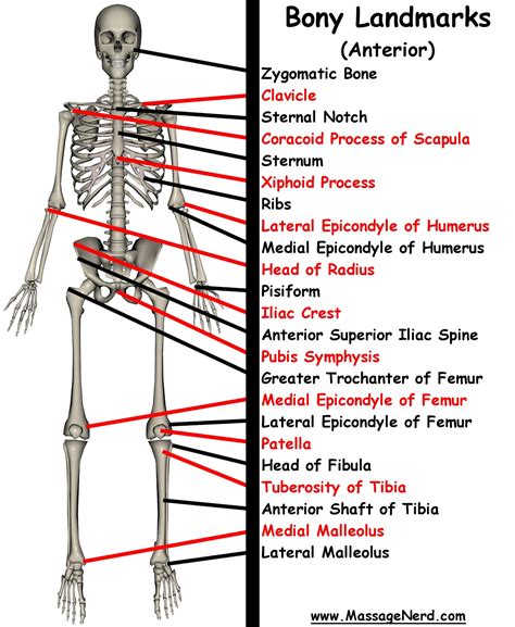 Anatomical Position Bones Diagram Human Skeleton Main Parts Skeletal