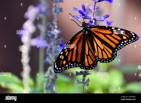 Female Monarch Butterfly On Blue Salvia Stock Photo Alamy