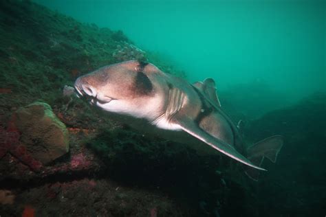 Port Jackson Shark Sydneydives