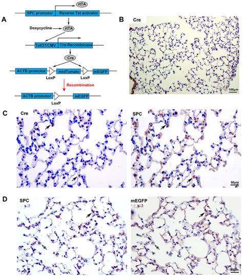 Establishment of transgenic mice. (A) Principle of tissue-specific ...