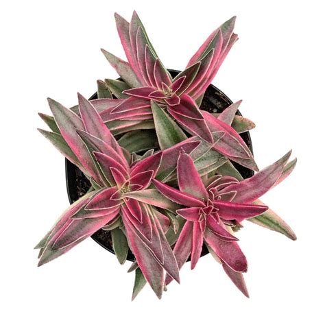 Crassula Corymbulosa Shark S Tooth Variegata In 2022 Leaves Meaning Shark Teeth Succulent