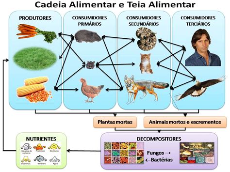 Qual é A Diferença Entre Cadeia Alimentar E Teia Alimentar