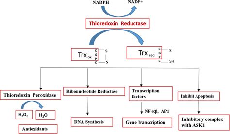 Summarized Functions Of The Thioredoxin System Adapted From Mustacich