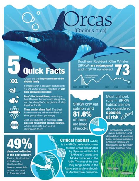 Whale Fact Sheet Front Info Graphics