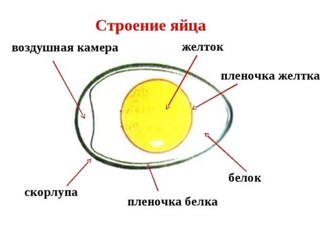 Строение Яйца Птицы Рисунок (49 Фото)