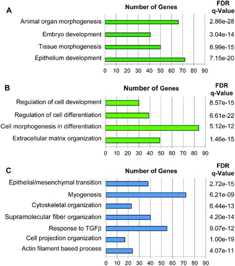 Genes Upregulated In Msg Pac Spheroids Cultured In Pro M Medium Are