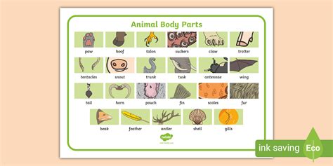 animal body parts vocabulary mat esl vocabulary resources
