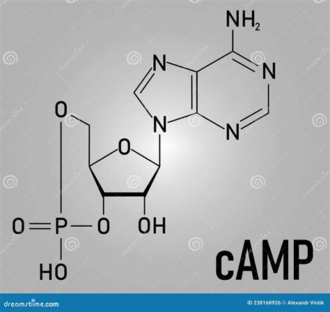 Cyclic Adenosine Monophosphate Or CAMP Second Messenger Molecule