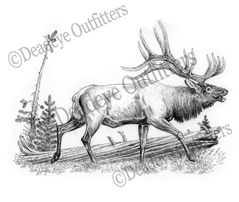 Bull Elk Drawing at GetDrawings | Free download