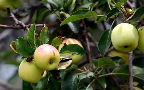 Manzana panochera de Puebla registra un valor de producción de 93