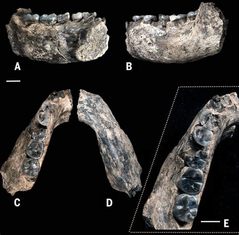 Photos: Earliest Known Human Fossils Discovered | Live Science