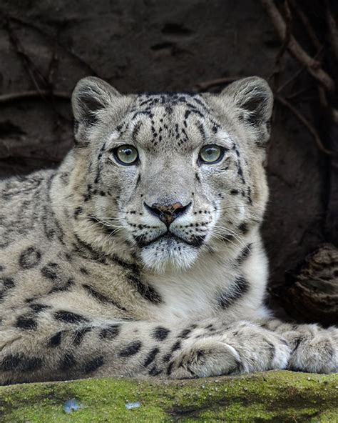 Upgrade Snow Leopard To Lion Feliks Zeki