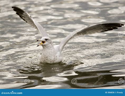 Feeding seagull stock photo. Image of water, pond, landing - 306836