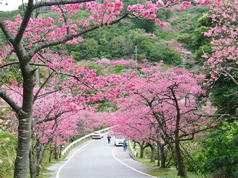 Motobu Yaedake Cherry Blossom Festival VISIT OKINAWA JAPAN Official