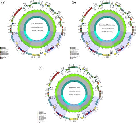 Chloroplast Genome Maps Of Japanese Apricot A The Chloroplast Genome