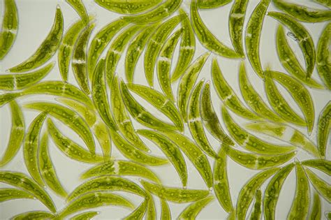 Closterium Algae Light Micrograph Stock Image C0586655 Science