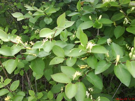 Жимолость Маака (Lonicera maackii (Rupr.) Herd.)? Остров Рейнеке в ...