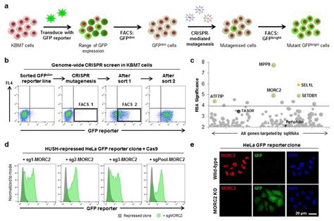 Cas9 Sgrna Expression Vector Pspcas9 Bb 2a Puro Px459 Addgene Inc Bioz