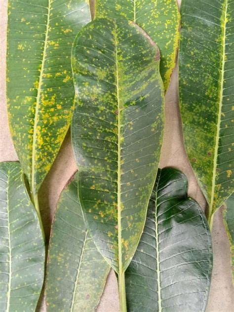 Black Spots On Plumeria Leaves Off Off