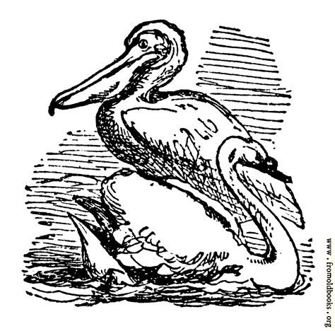 The Pelican And The Swan Image 1262x1248 Pixels 85