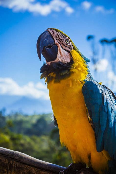 Guacamaya Wallpapers Top Free Guacamaya Backgrounds Wallpaperaccess