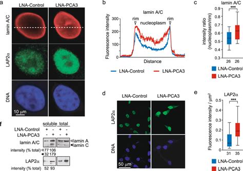 Upregulation Of Nucleoplasmic Lamin Ac And Lap2α By Pca3 Knockdown A