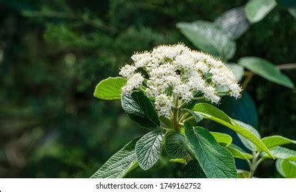 Viburnum Alleghany Images Stock Photos D Objects Vectors