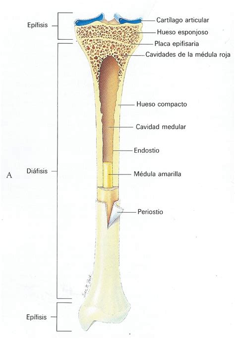 LÁminas Profesor Jano LÁminas Huesos 1