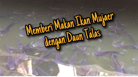 Memberi Makan Ikan Mujaer Dengan Daun Talas Mujaer Organic Fish