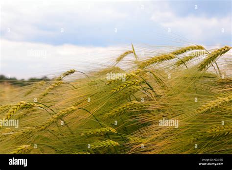 Wheat Triticale Rye Hi Res Stock Photography And Images Alamy