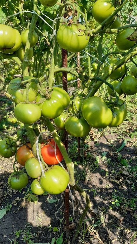 Гном Сердце Бадди (в пакете 5 семян) | КоллекцияТоматов74