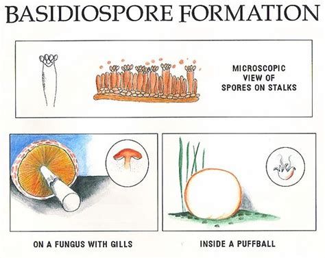 Basidiospore Formation | Science for kids, Spore, Fungi