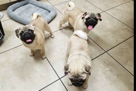 Pug Puppies For Sale