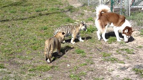 Husky Plays With Lion And Tiger Youtube