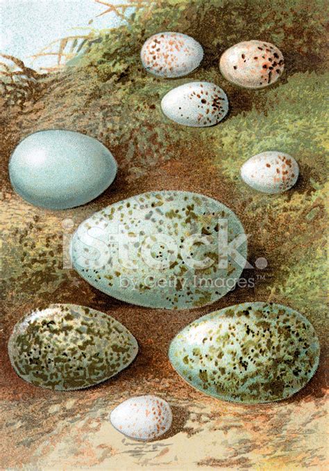 British European Birds Eggs Chromolithograph Stock Photo Royalty