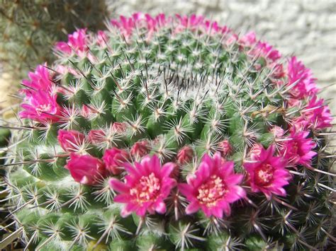 Mammillaria Free Photo Download Freeimages