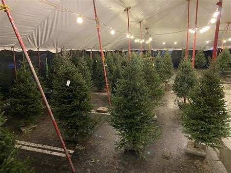 Families rush to secure trees as christmas tree sales peak 1