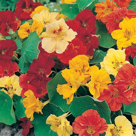 Nasturtium Gleam Double Tall Mix Seeds