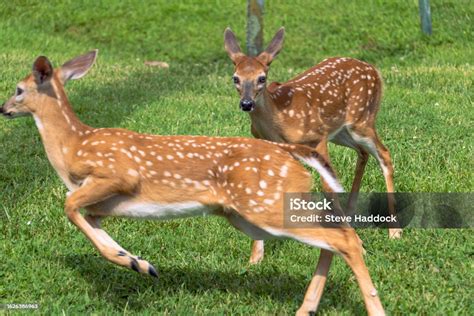 Whitetail Deer Fawns 3 Stock Photo - Download Image Now - Animal Themes ...