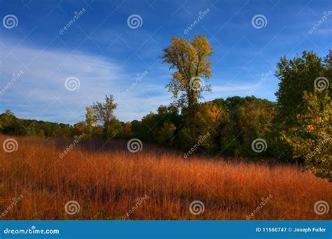 Forest Colors in the Fall stock image. Image of forest - 11560747