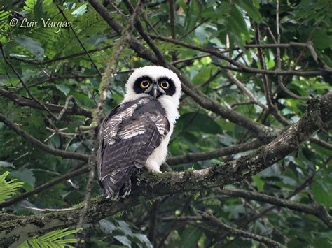 Pulsatrix Perspicillata Juvenil Juv Spectacled Owl Búh Flickr