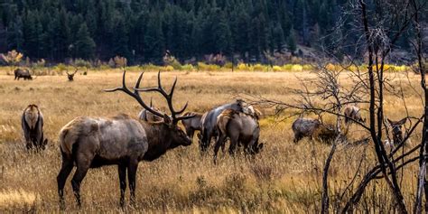 How to Hunt Elk in Colorado | Big Game Elk Hunting Seasons, Draws and ...