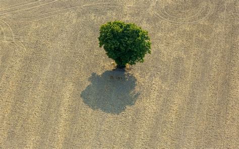 Luftbild R Then Baum Insel Auf Einem Feld In R Then Im Bundesland